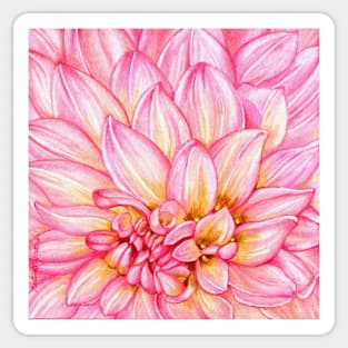 Chrysanthemum in Pink Sticker